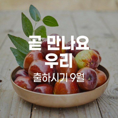 천황사과왕대추 (500g*4, 2kg)